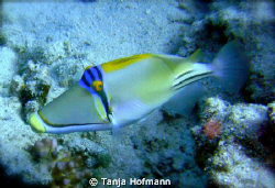 Picasso at Marsa Alam, Egypt by Tanja Hofmann 